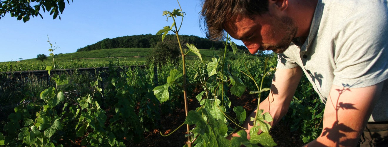 Domaine Chapuis