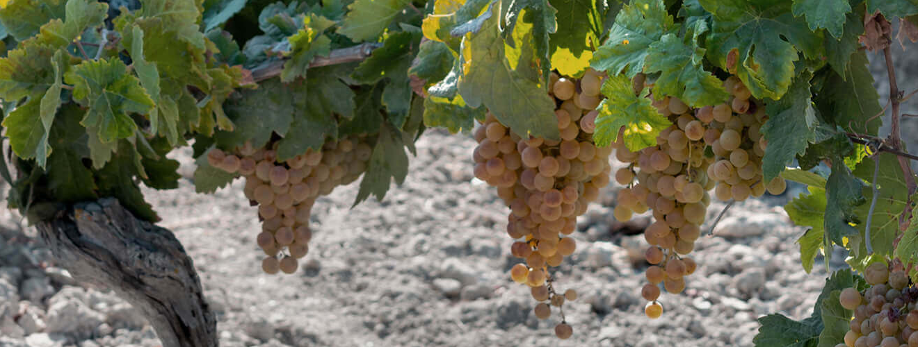 Bodegas Toro Albalá