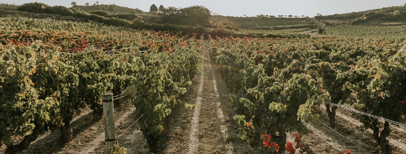 Bodegas Artadi